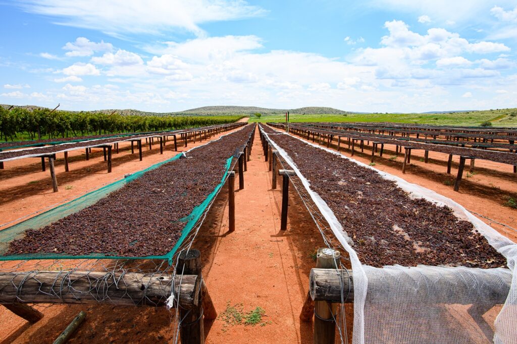 ORANGE RIVER RAINFALL DAMPENS SOUTH AFRICAN RAISIN FORECAST Food and Beverage Business
