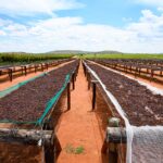 ORANGE RIVER RAINFALL DAMPENS SOUTH AFRICAN RAISIN FORECAST Food and Beverage Business