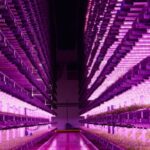 Jones Food, the Vertical Farming Venture, Enters Administration administration, Agriculture, business, food production, Fresh produce, Jones Food, Sustainability, vertical farming Food and Beverage Business
