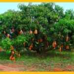 Superplum Introduces Cutting-Edge Mango Packaging in India India, innovation, launch, Mango, packaging, Superplum Food and Beverage Business