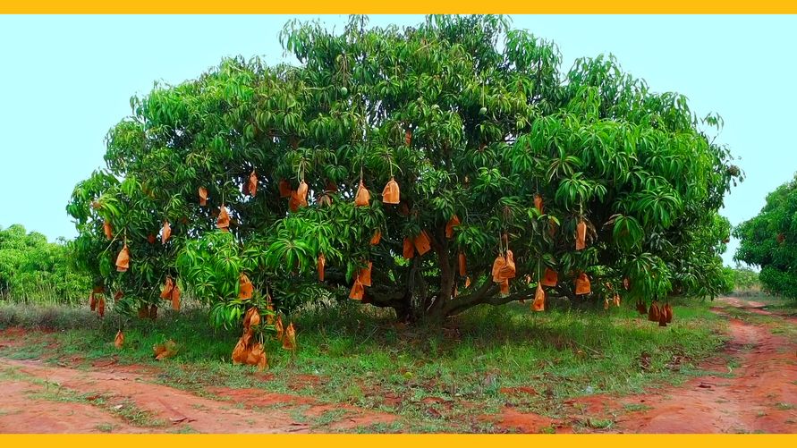 Superplum Introduces Cutting-Edge Mango Packaging in India India, innovation, launch, Mango, packaging, Superplum Food and Beverage Business