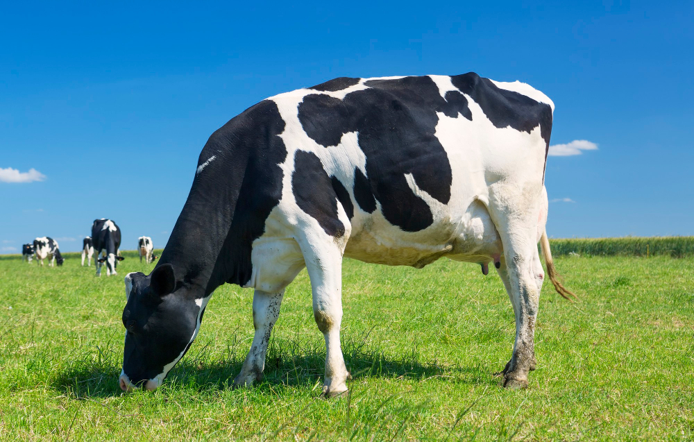 Mad Cow Disease Discovered on UK Farm Agriculture, animal health, disease outbreak, food safety, Livestock, mad cow disease, UK farm Food and Beverage Business