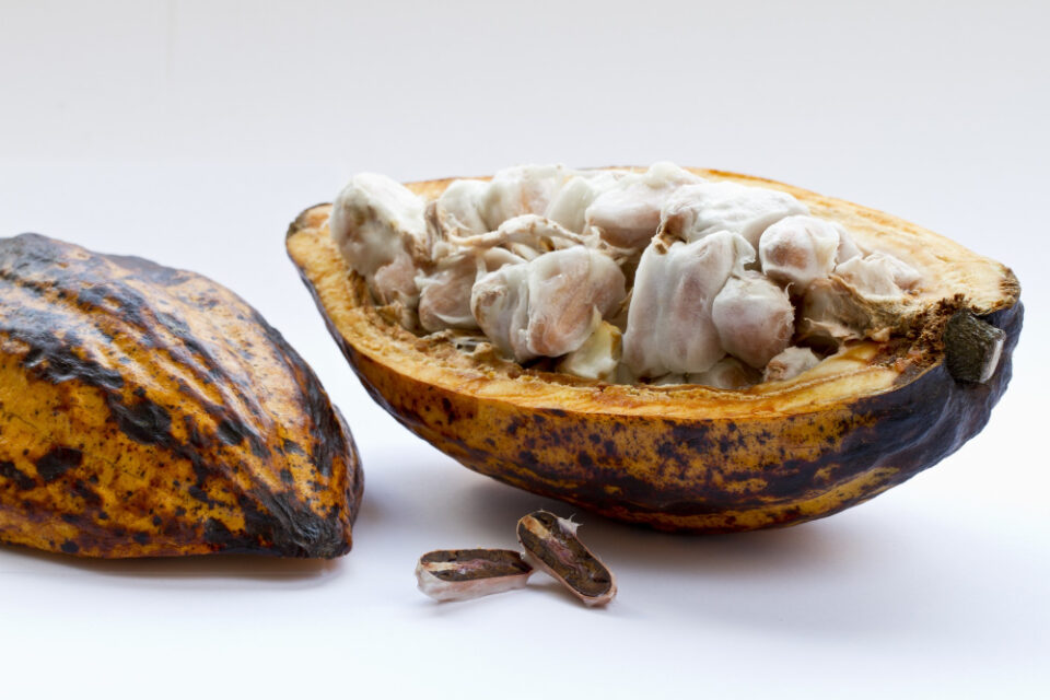 Hershey Seeks Waiver from Cocoa-Related Tariffs cocoa, Exemption, Hershey, tariffs, Trump Tariffs Food and Beverage Business