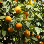 Limoneira to Rejoin Sunkist Growers, a Leading US Citrus Company Agriculture, business news, Citrus, company, Food Industry, Fresh produce, growers, leading, Limoneira, Rejoin, sunkist, Sunkist Growers, US Citrus Food and Beverage Business