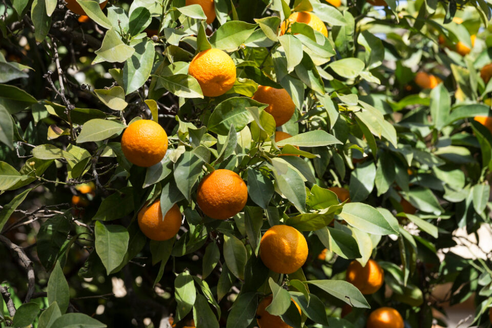 Limoneira to Rejoin Sunkist Growers, a Leading US Citrus Company Agriculture, business news, Citrus, company, Food Industry, Fresh produce, growers, leading, Limoneira, Rejoin, sunkist, Sunkist Growers, US Citrus Food and Beverage Business