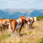 Cargill Acquires Teys Family's Stake in Australian and US Beef Operations acquires, acquisition, Australia, Australian, beef, Cargill, family business, Familys, Here are the tags based on the title: Cargill, Operations, stake, Teys, US, ventures Food and Beverage Business