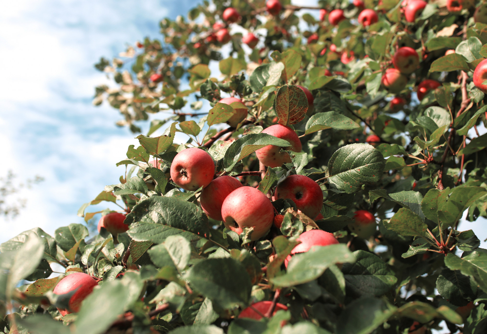 T&G Global, Leading Fresh Produce Firm, Available for Sale acquisition, Agriculture, business, company, Fresh produce, market, sale, T&G Global Food and Beverage Business