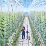 Growing Smarter: Sustainable Innovation in UK Food Production AI farming technology UK, aquaponics UK food production, controlled environment agriculture UK, energy-efficient LED farming UK, Environmental Land Management scheme, Farming Equipment and Technology Fund, homegrown exotic crops UK, sustainable UK food production, UK farming legislation 2025, UK vertical farming 2025 Food and Beverage Business