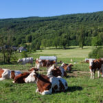 New Zealand Reduces Targets for Biogenic Methane Emissions biogenic methane, climate change, Dairy & Soy Food, emissions, environmental policy, Environmental Sustainability, ESG, meat, New Zealand, targets Food and Beverage Business