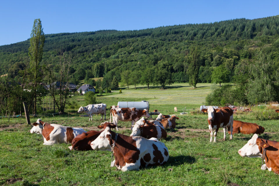 New Zealand Reduces Targets for Biogenic Methane Emissions biogenic methane, climate change, Dairy & Soy Food, emissions, environmental policy, Environmental Sustainability, ESG, meat, New Zealand, targets Food and Beverage Business