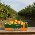 Mondi Collaborates with Özler Tarım to Minimimize Food Waste in Long-Distance Shipments Corrugated, food and drink packaging, food and drink sustainable packaging, Food packaging, Recyclability Food and Beverage Business