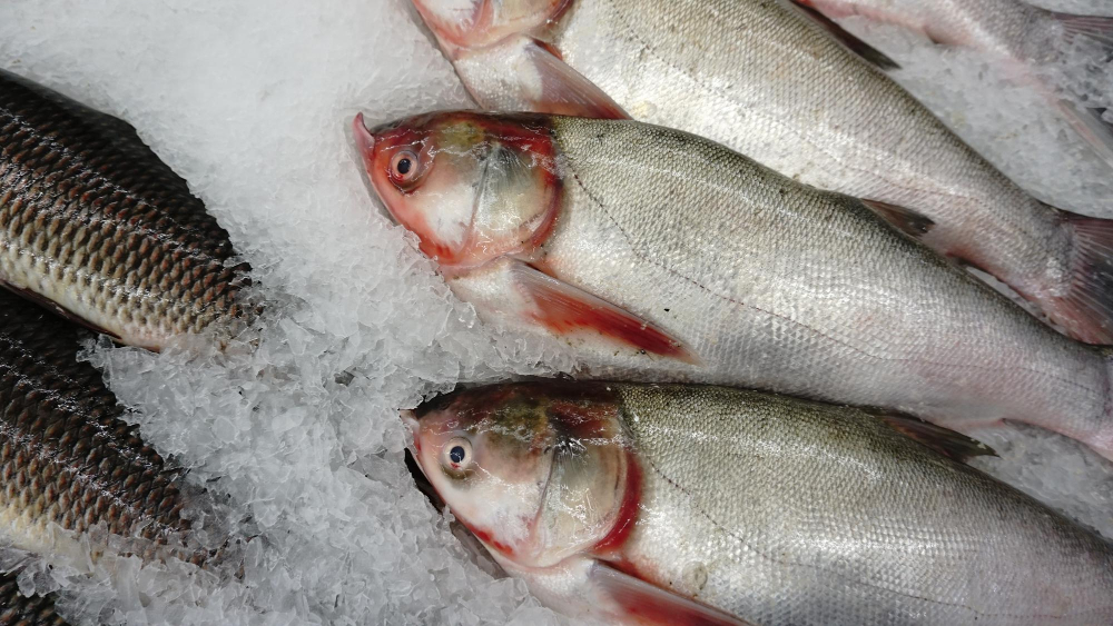 Fortuna Acquires UK-Based Ocean Fish from the Falkland Islands acquires, acquisition, business news, Falkland, Falkland Islands, Fish, Fish & Seafood, Fortuna, investment, Islands, Ocean, Ocean Fish, seafood industry, UK, UKBased Food and Beverage Business