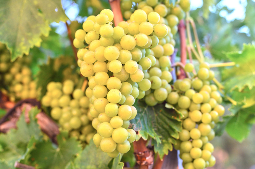 Unifrutti Acquires Peruvian Grape Producer Safco Food and Beverage Business Unifrutti Acquires Peruvian Grape Producer Safco Fresh produce Food and Beverage Business