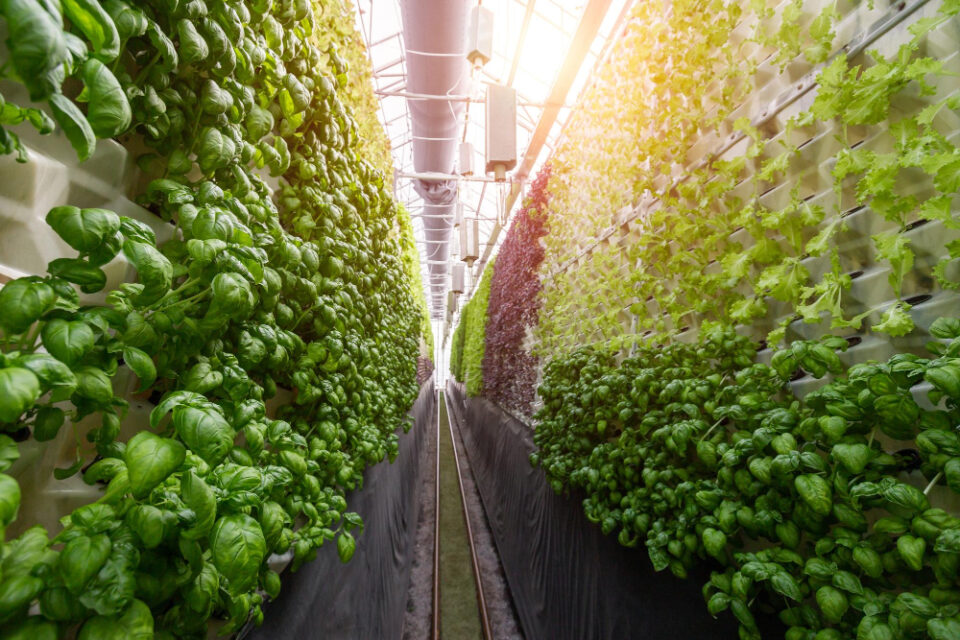 AeroFarms Shuts Down Virginia Vertical Farm Amid Funding Shortages AeroFarms, Agriculture, business closure, Fresh produce, funding, indoor farming, Sustainability, vertical farm, Virginia Food and Beverage Business