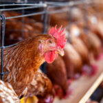 Government Plans to Eliminate Cages for Laying Hens by 2032 2032, Agriculture, Animal welfare, cages, food production, Government, laying hens, phase-out, Policy Food and Beverage Business