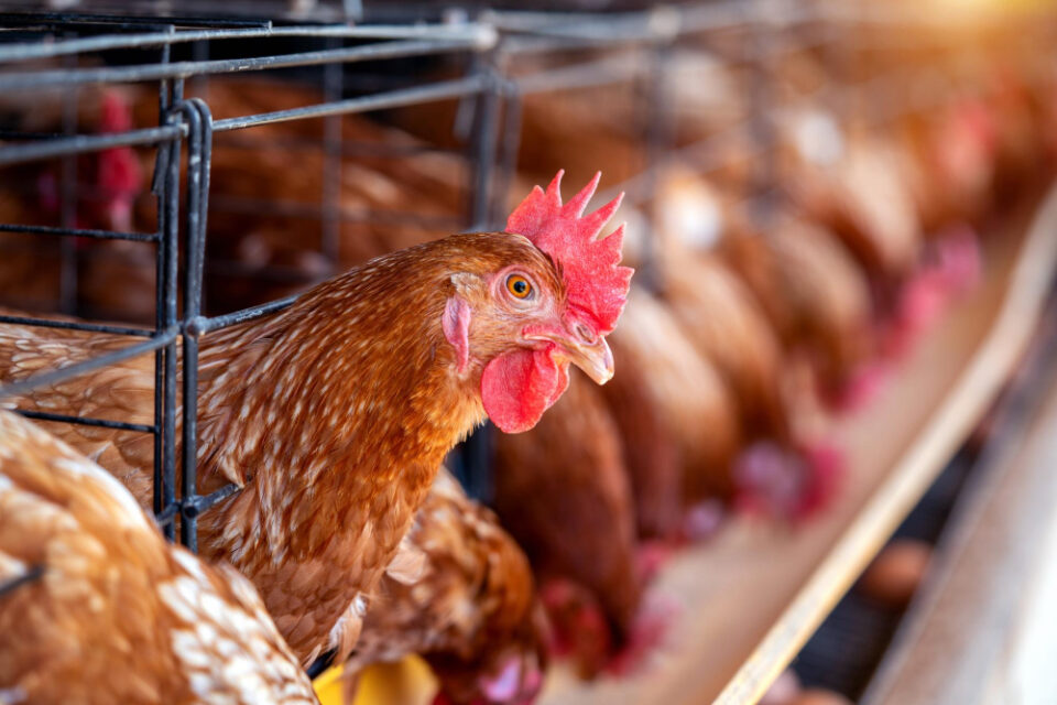 UK to Gradually Eliminate Cage Systems for Egg-Laying Hens eggs, ESG, meat Food and Beverage Business