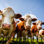 JBS Employees Approve Strike Action at U.S. Meat Processing Facility JBS Food and Beverage Business