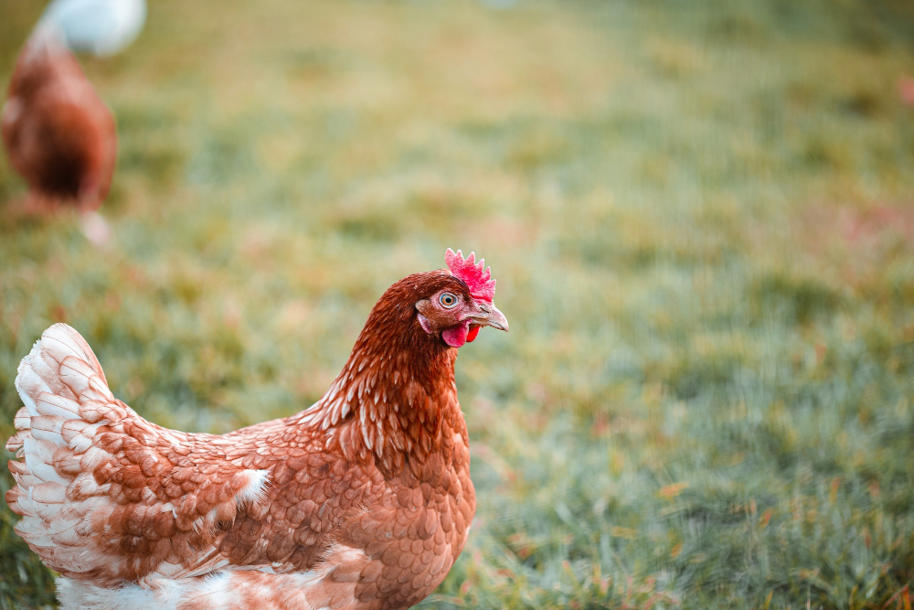 Hospitality Industry Launches Sustainable Chicken Forum business collaboration, chicken, environmental awareness, Food Industry, forum, hospitality, Sustainability, sustainable practices Food and Beverage Business