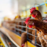 MHP-Owned Uvesa Set to Acquire Poultry Competitor Payán Hermanos MHP Food and Beverage Business