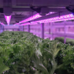 Taylor Farms boosts CEA produce range with Equinox Growers buy  Taylor Farms Food and Beverage Business