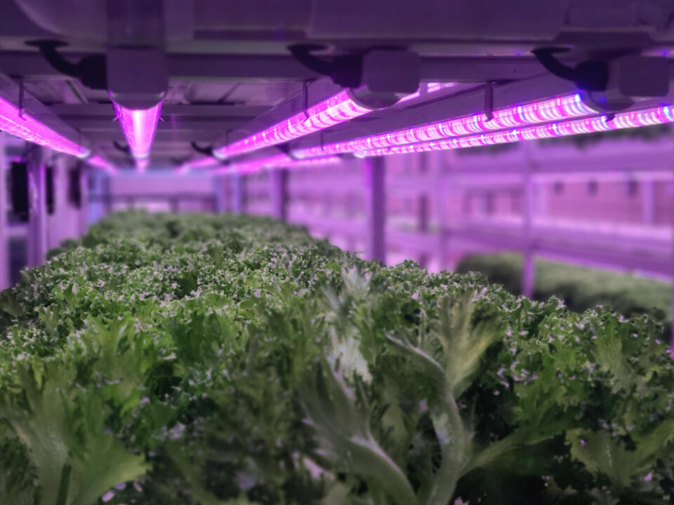 Taylor Farms boosts CEA produce range with Equinox Growers buy  Taylor Farms Food and Beverage Business