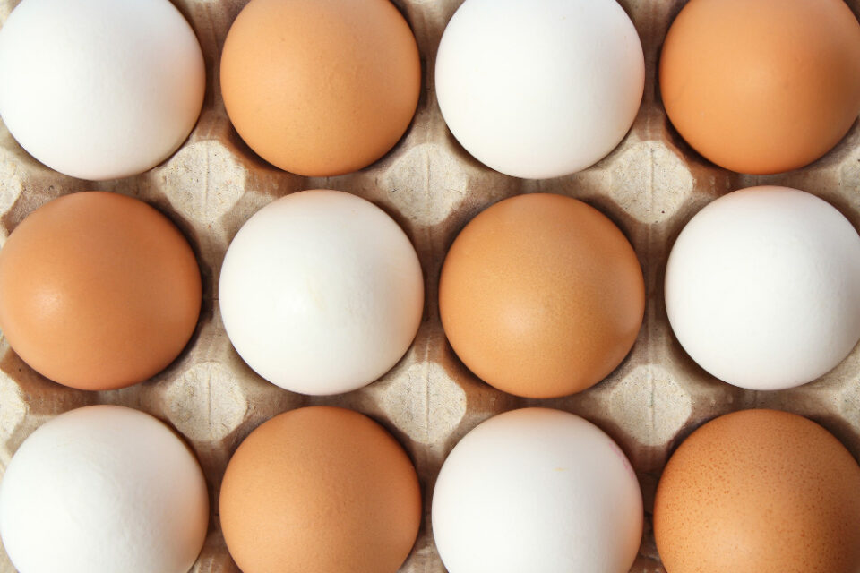 British Egg Industry Council urges UK government to tighten import standards with egg imports linked to food safety issues. Food and Beverage Business