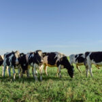 Fonterra Names Long-Standing Internal Candidate as New CEO. Agriculture, architecture, arranging, business, construction industry, cow, dairy product, factory, Farm, farmer, Finance, Fonterra, food, industry, letter k, Merchandise, national landmark, New Zealand, pipeline, refrigeration, technology Food and Beverage Business