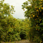 Unifrutti Strengthens Citrus Supply Chain Through Acquisition in Italy Unifrutti Food and Beverage Business