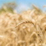 Olam Group of Singapore Restructures Executive Leadership Team Olam International Food and Beverage Business