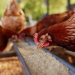 2 Sisters Enhances Its Deforestation Targets While Focusing on British Chicken Feed blurred background, brown hen, chicken, clear foreground, Coop, domestic, egg-laying, farm animals, farming, feathered, red comb, rural, wattle Food and Beverage Business