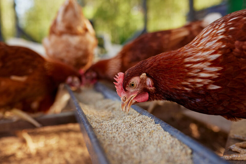2 Sisters Enhances Its Deforestation Targets While Focusing on British Chicken Feed blurred background, brown hen, chicken, clear foreground, Coop, domestic, egg-laying, farm animals, farming, feathered, red comb, rural, wattle Food and Beverage Business