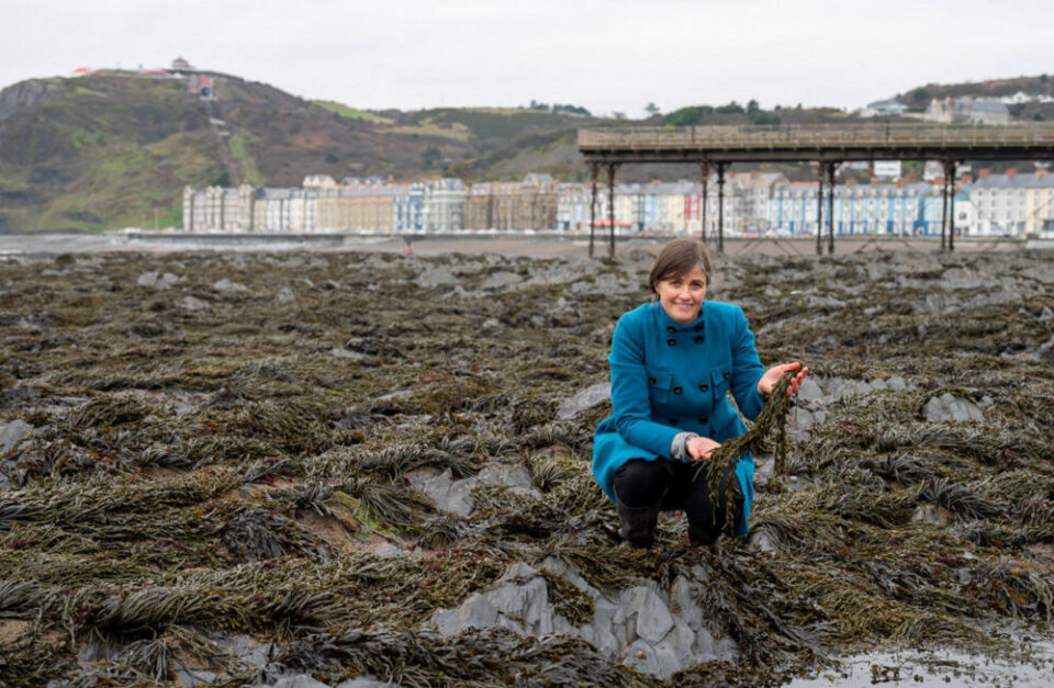Seaweed-Based Film Offers a Sustainable Future for Packaging Biodegradable, eco-friendly, environmental impact, film, future, innovation, materials, packaging, Seaweed, Sustainability Food and Beverage Business