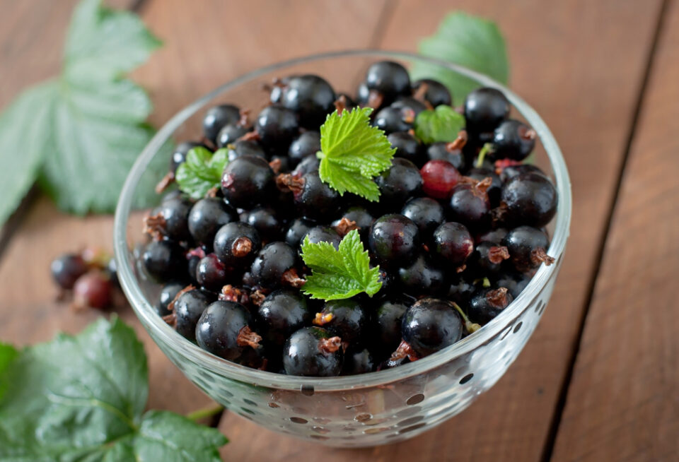 Suntory Establishes Blackcurrant Supply Chain in Herefordshire Facility Agriculture, beverage industry, Blackcurrant, facility, Here are some tags based on the title you provided: Suntory, herefordshire, localisation, production, supply chain, Sustainability Food and Beverage Business
