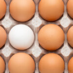 St. Ewe Managing Director Departs After Five Years with the Company birds egg, black star hen, chicken - bird, farming, Female, fresh, golden comet hen, hen-house, mars hill, mid adult woman, mid section, natural, north carolina, Nurturing, only female, only one mid adult woman, organic food, organic lifestyle, rural Food and Beverage Business