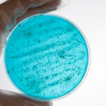 CFA Launches Comprehensive E. coli Intelligence Database to Enhance Food Safety Agriculture, CFA, database, e coli, food safety, industry wide, intelligence database, public health Food and Beverage Business