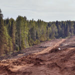 UK Introduces New Sourcing Regulations to Combat Deforestation Agriculture, deforestation, environmental policy, regulations, sourcing rules, Sustainability, UK Food and Beverage Business