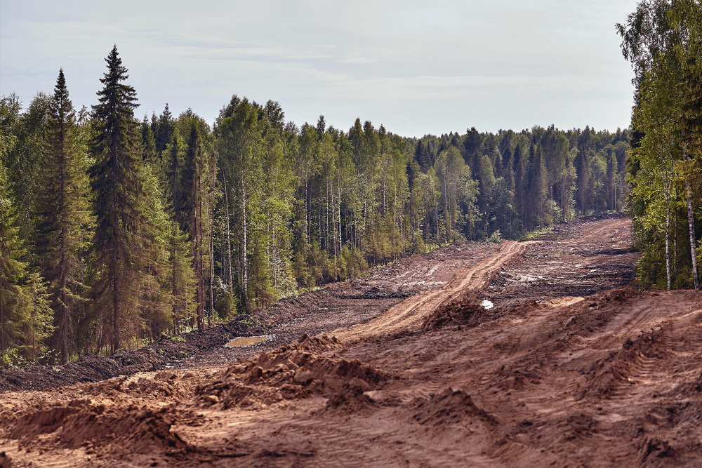 UK Introduces New Sourcing Regulations to Combat Deforestation Food and Beverage Business UK Introduces New Sourcing Regulations to Combat Deforestation Agriculture, deforestation, environmental policy, regulations, sourcing rules, Sustainability, UK Food and Beverage Business
