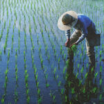 Rize Raises $31 Million to Expand Low-Emission Rice Initiative £31m, Agriculture, expansion, funding, Here are some tags based on the title: Rize, investment, low-emission, platform, Rice, Sustainability Food and Beverage Business