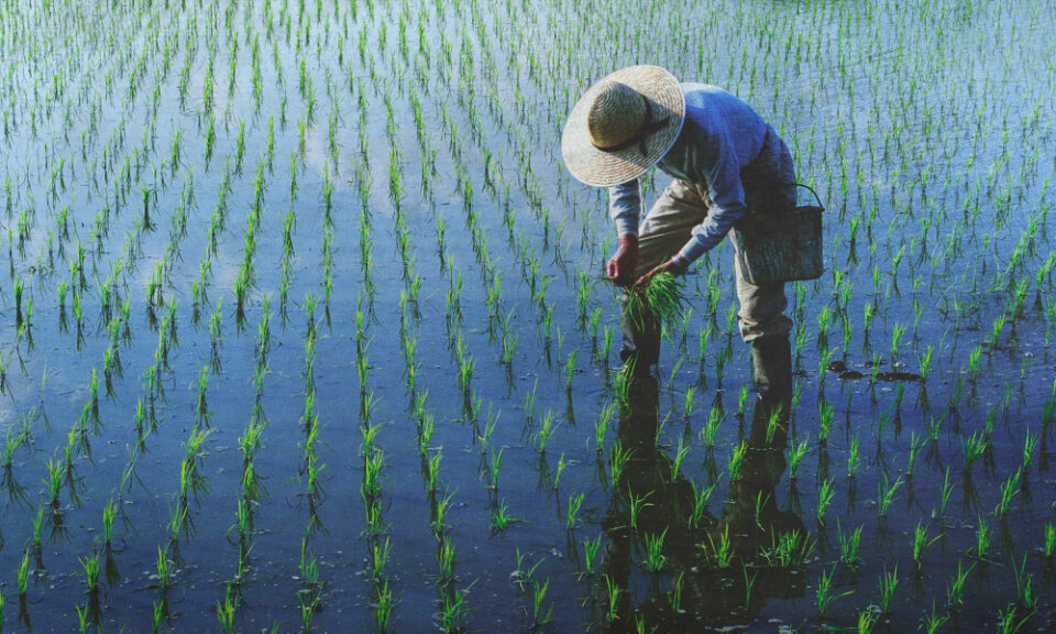 Rize Raises $31 Million to Expand Low-Emission Rice Initiative £31m, Agriculture, expansion, funding, Here are some tags based on the title: Rize, investment, low-emission, platform, Rice, Sustainability Food and Beverage Business