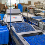 H&A Farms Automates Blueberry Sorting with WECO Food and Beverage Business