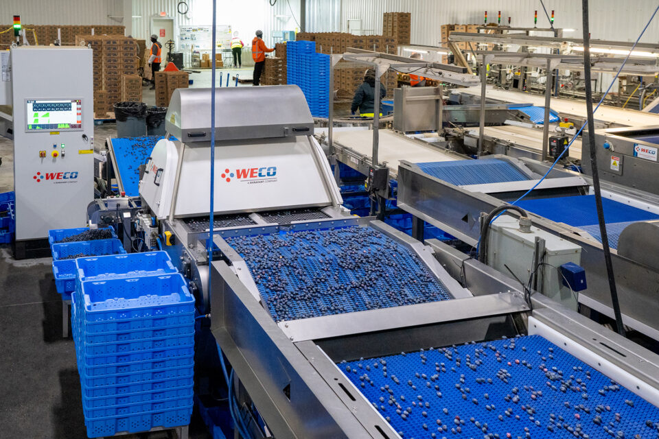H&A Farms Automates Blueberry Sorting with WECO Food and Beverage Business