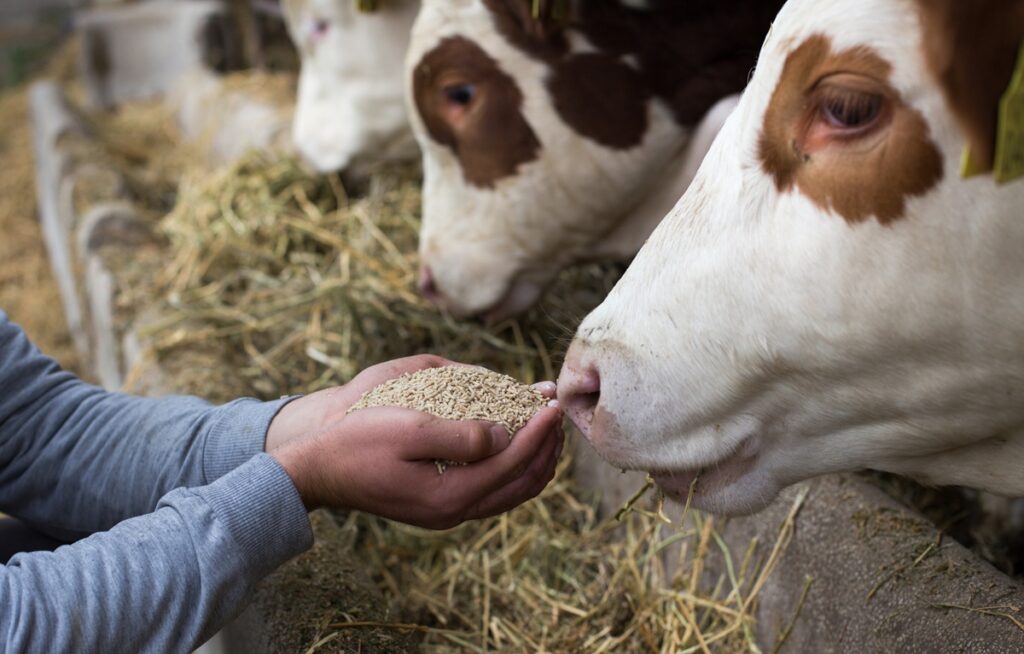 Pressure Builds, Value Rises: Dairy’s New Route to Lower-Carbon Growth Food and Beverage Business Pressure Builds, Value Rises: Dairy’s New Route to Lower-Carbon Growth 3-NOP Bovaer, dairy heat pumps, dairy membrane filtration, dairy packaging EPR, dairy processing technology, dairy Scope 3 emissions, dairy sustainability, mechanical vapour recompression, methane reduction dairy, PPWR dairy packaging Food and Beverage Business dairy sustainability,dairy processing technology,methane reduction dairy,3-NOP Bovaer,dairy heat pumps,mechanical vapour recompression,dairy membrane filtration,dairy packaging EPR,PPWR dairy packaging,dairy Scope 3 emissions