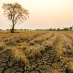 UK Drought May Lead to £390 Million Revenue Loss for Farmers Food and Beverage Business