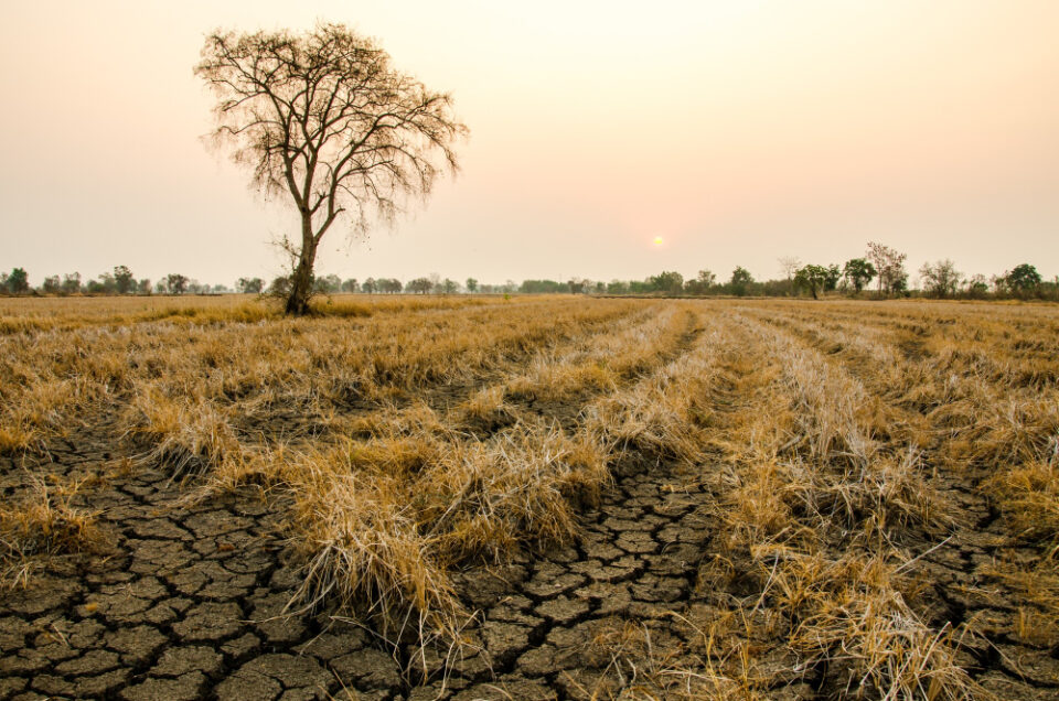 UK Drought May Lead to £390 Million Revenue Loss for Farmers Food and Beverage Business