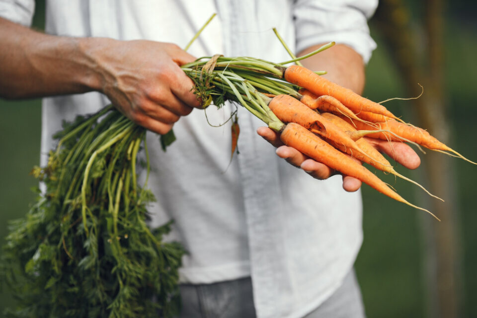 Ingredion’s Carrot Fibre Receives EU Approval carrot fibre, clean label, dietary fibre, EU approval, Food Ingredients, Ingredion Food and Beverage Business