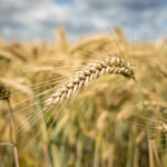 Heineken Invests in Large-Scale Regenerative Barley Production - crop management, beer production, Environmental Sustainability, Heineken, innovation, regenerative barley, Sustainable agriculture Food and Beverage Business