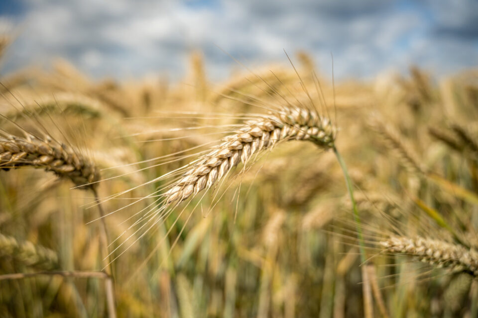 Heineken Invests in Large-Scale Regenerative Barley Production - crop management, beer production, Environmental Sustainability, Heineken, innovation, regenerative barley, Sustainable agriculture Food and Beverage Business