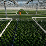 Langmead Herbs Acquires Waitrose’s Fresh Herb Supplier Food and Beverage Business