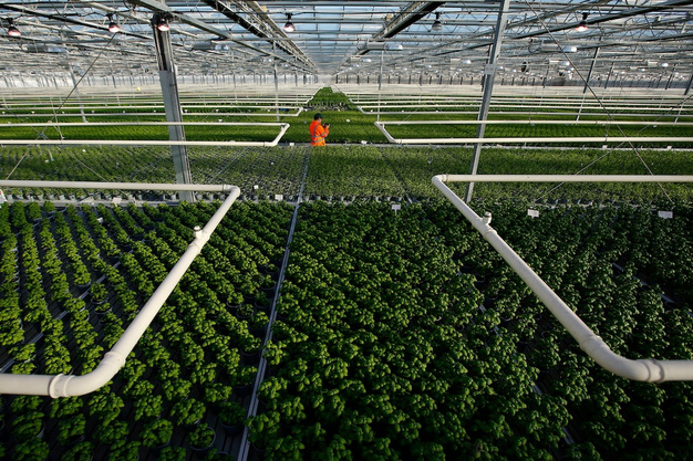 Langmead Herbs Acquires Waitrose’s Fresh Herb Supplier Food and Beverage Business