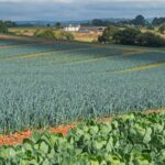 The Unpredictable Harvest: Building a More Resilient Fresh Produce Supply Chain agricultural robotics, AI crop monitoring, controlled environment agriculture, fresh produce supply chain, fruit and vegetable processing, horticulture automation, horticulture technology, Keywords: fruit and vegetable production UK, precision breeding UK, vertical farming UK Food and Beverage Business